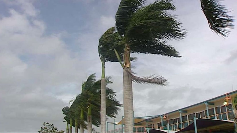 A palm tree in darwin blowing in strong winds as cyclone Helen approaches.