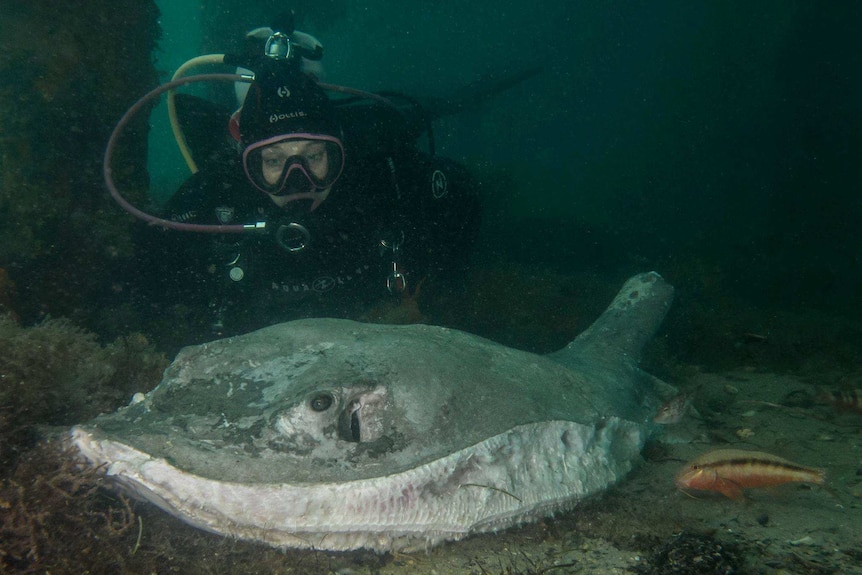 A diver inspects a ray with no wings or tail.
