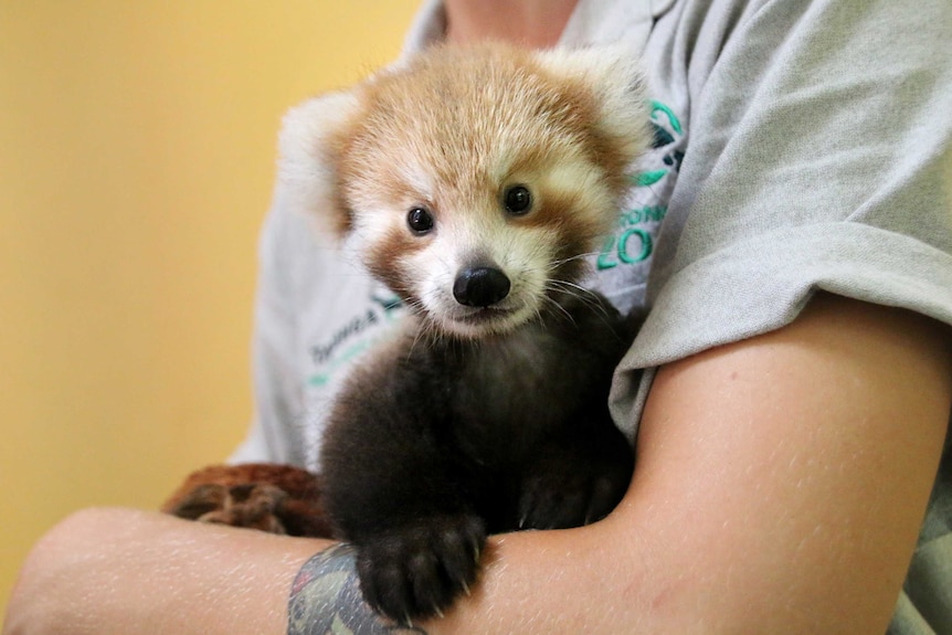 Red Panda Maiya looks at the camera.