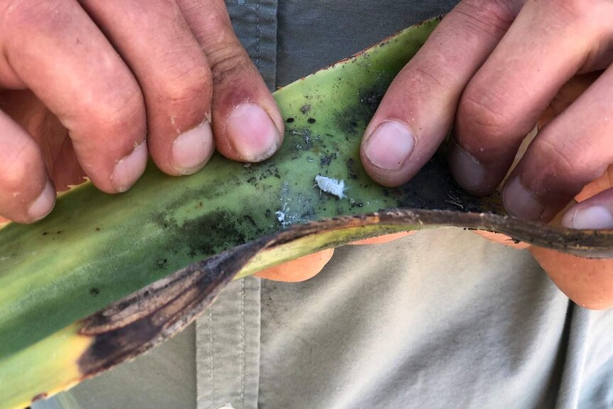 Close up picture of a mans fingers holding a pandanus leaf and a little white insect is clearly visible.