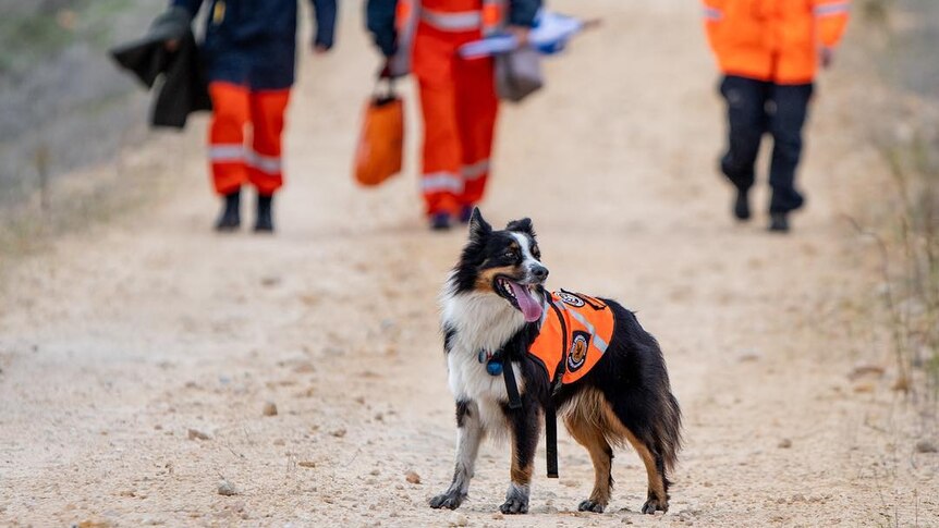 An Australian shepherd dog wearing a hi-vis vest on a track with three SES volunteers