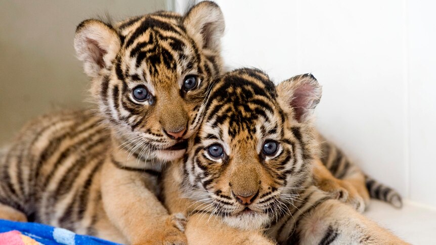 Two four week old Bengal tiger cubs at Dreamworld.