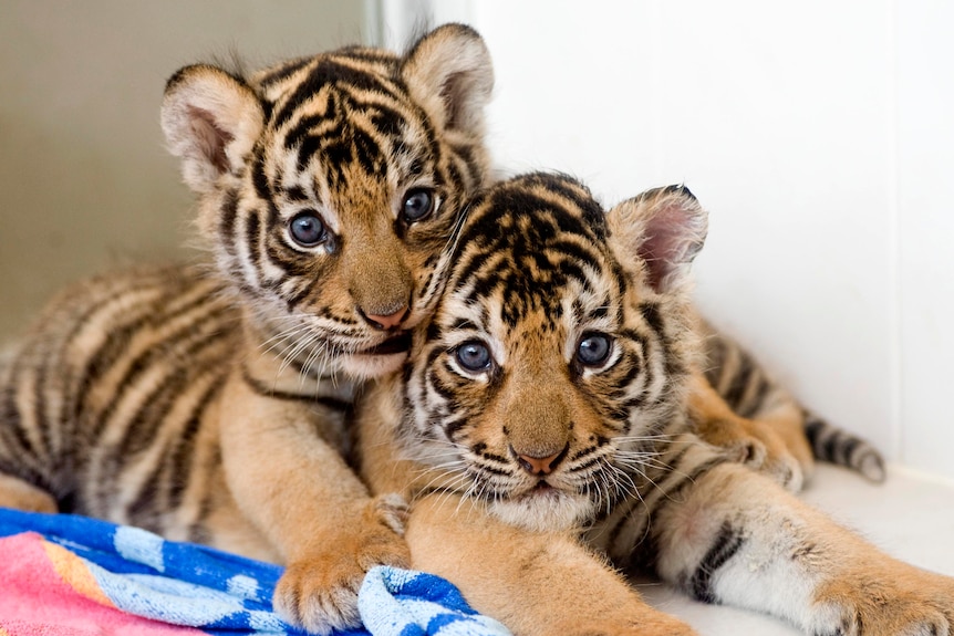 Two four week old Bengal tiger cubs at Dreamworld.