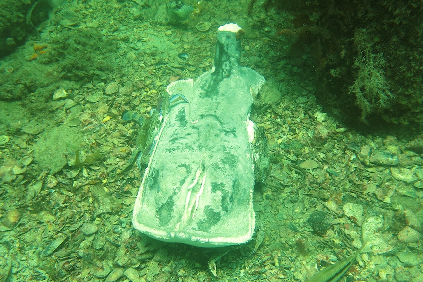 A dead stingray with its tail and wings cut off.