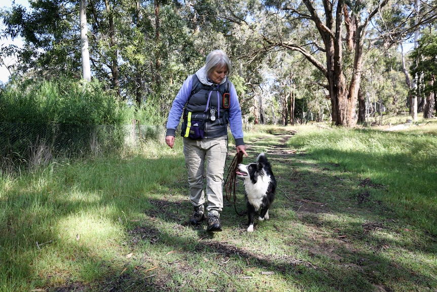 Woman walks black and white border collie down path in forest.