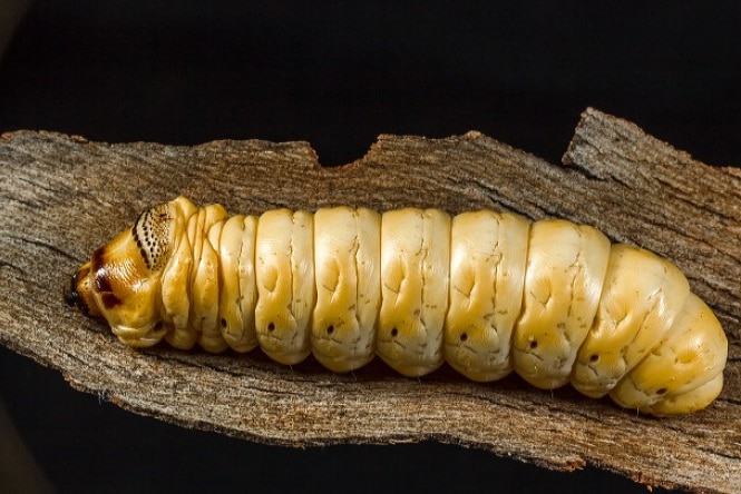 Large witchetty grub reclines on a piece of bark.