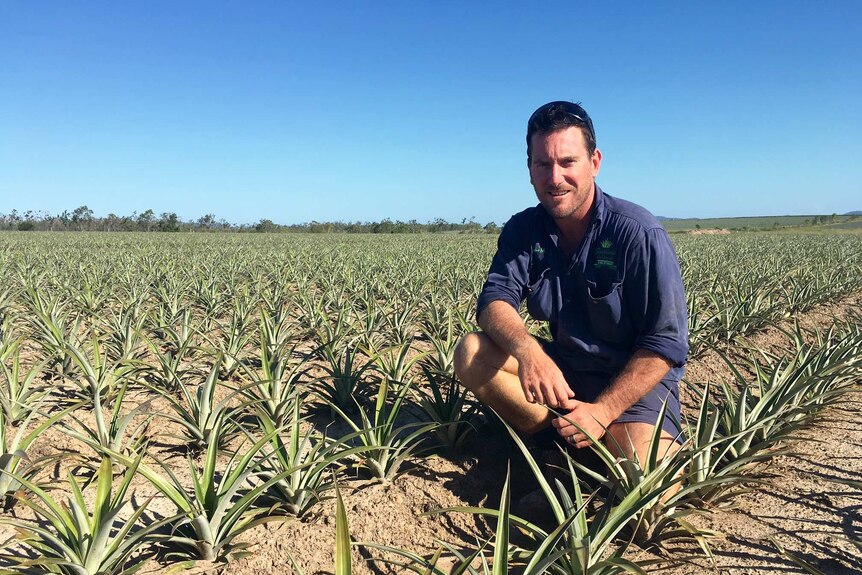 Pineapple farmer Nathan Stevens amongst his newly planted crop