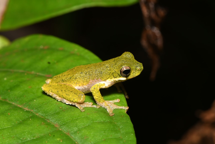 A mottled green frog with white belly.