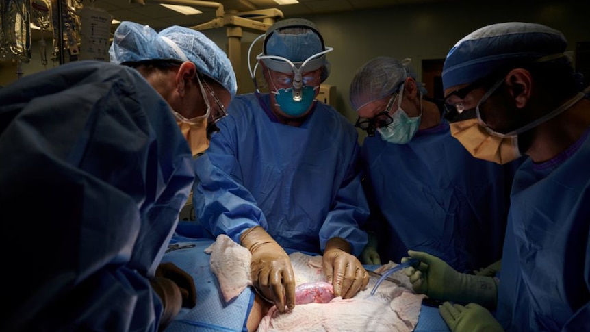 Surgeons in blue scrubs operate on a person in a dark theatre 