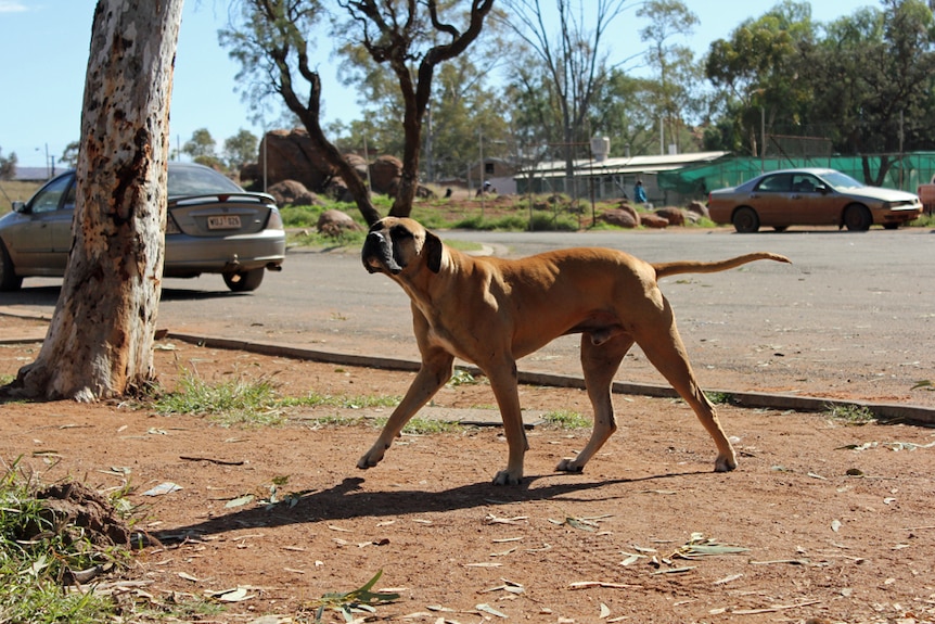 A big dog running on the street in Ernabella in the APY Lands.