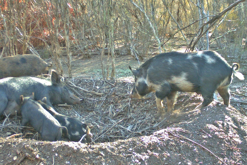 Two pigs and their soes sitting on a Malleefowl mound 