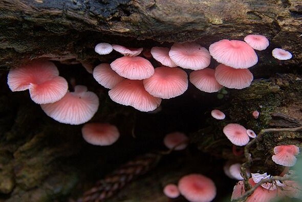 Pink Shell fungi