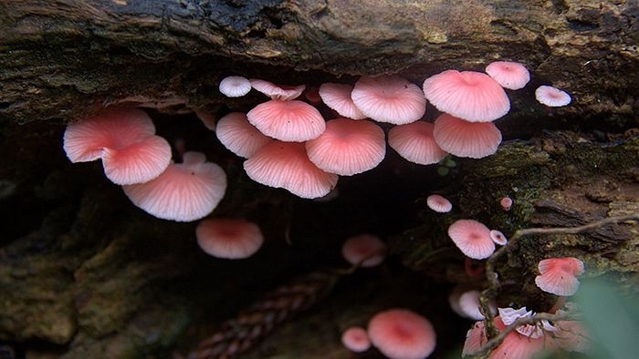 Pink Shell fungi