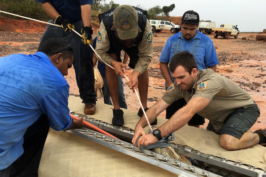 Wildlife officers push a crocodile into an enclosure.