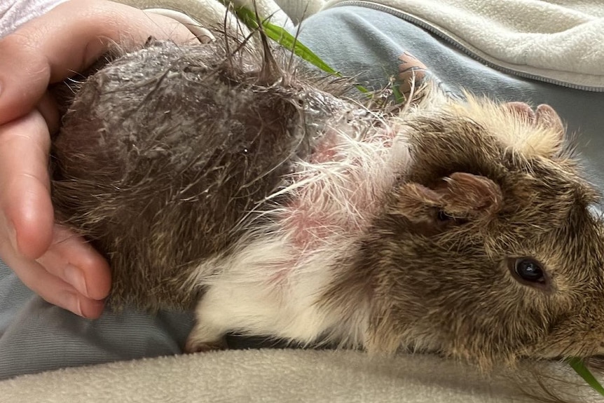A sick and malnourished guinea pig rescued from Perth