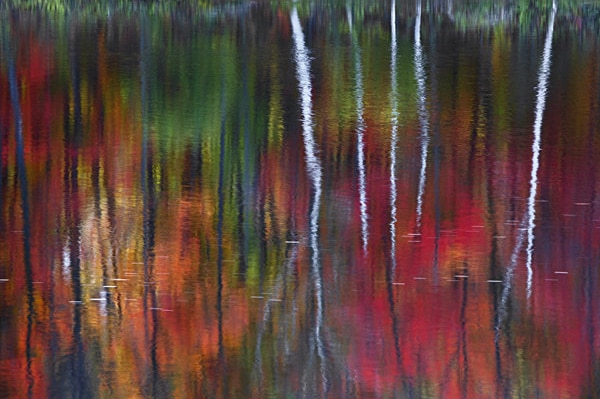 Peter Lik's photograph One, which sold for $1.2 million in 2010.