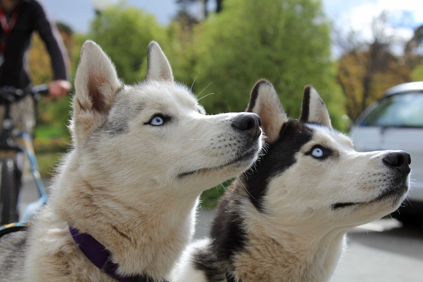 Two huskies waiting for a treat