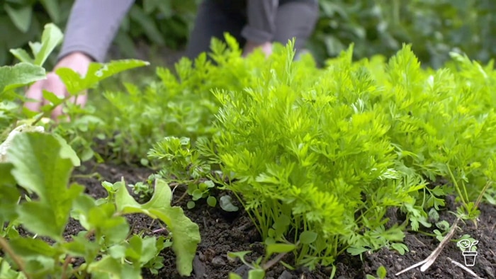 Leafy green tops of carrot plants growing in the ground.