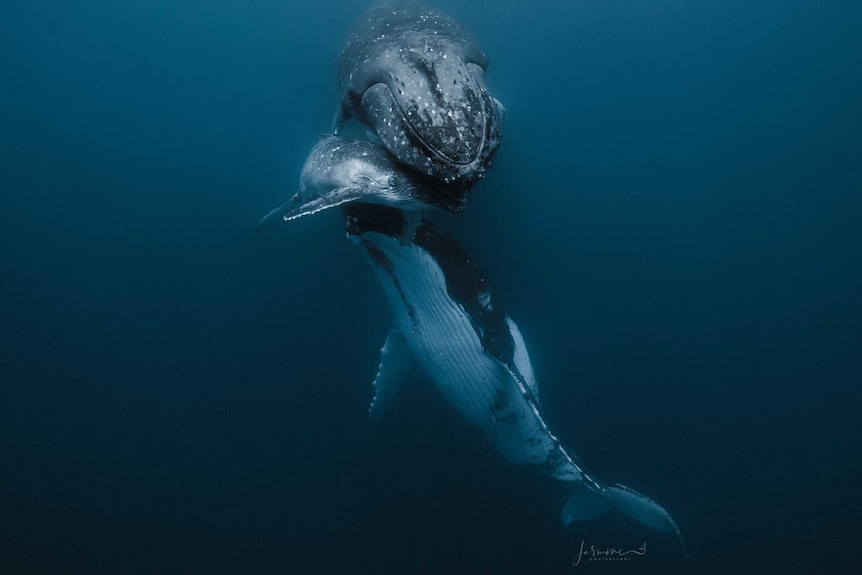 Two adult whales and calf in water.