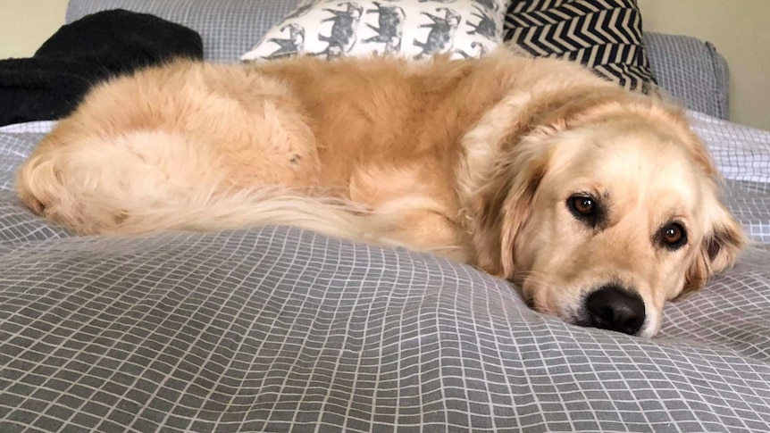 Dog Holly lies on a bed.