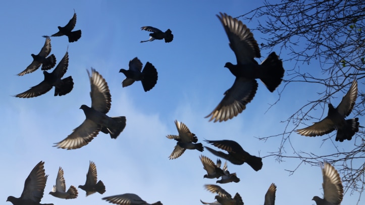 A flock of pigeons