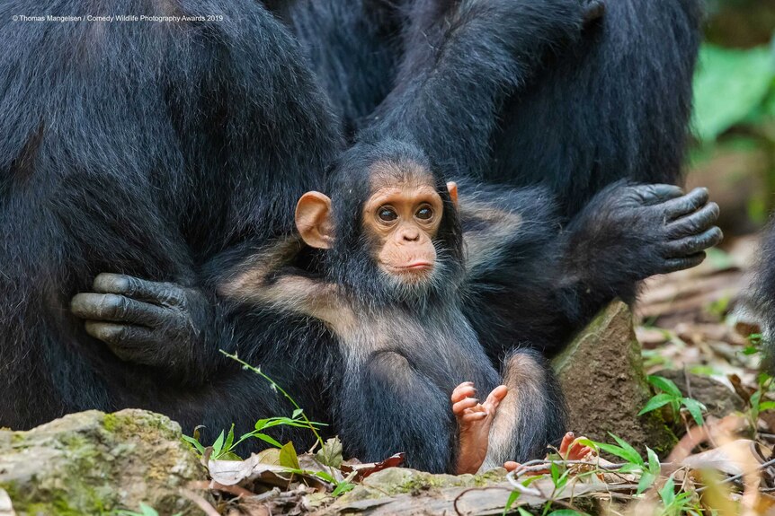 An infant chimpanzee sits back with its hands behind it's head, leaning on a larger chimp and looking very relaxed.