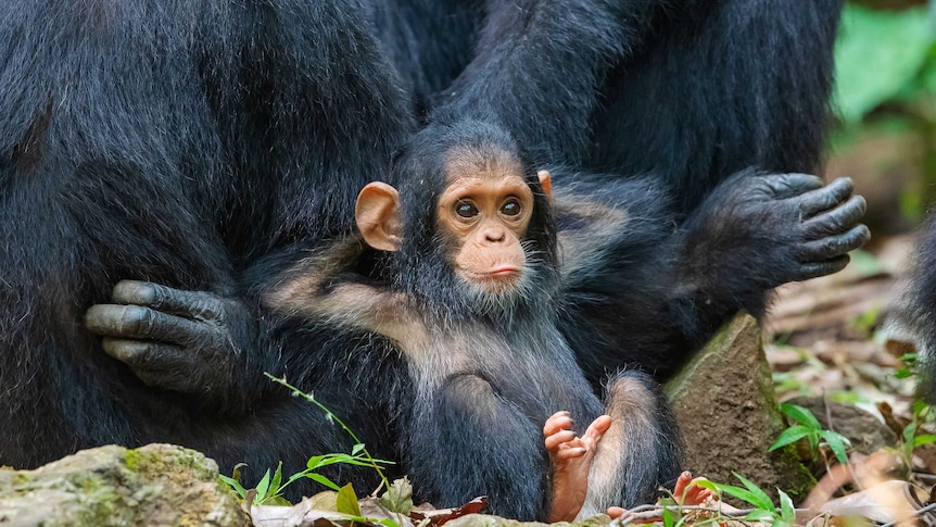 An infant chimpanzee sits back with its hands behind it's head, leaning on a larger chimp and looking very relaxed.