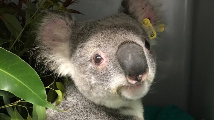 Koala 'Lawrence' after recovering from conjunctivitis