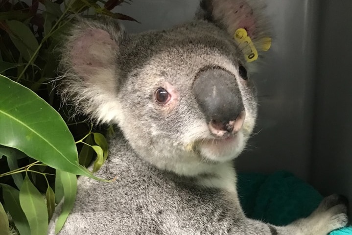 Koala 'Lawrence' after recovering from conjunctivitis.