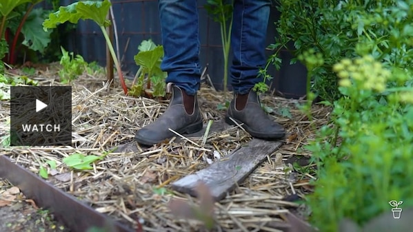 Person standing on boards in a vegie patch. Has Video.