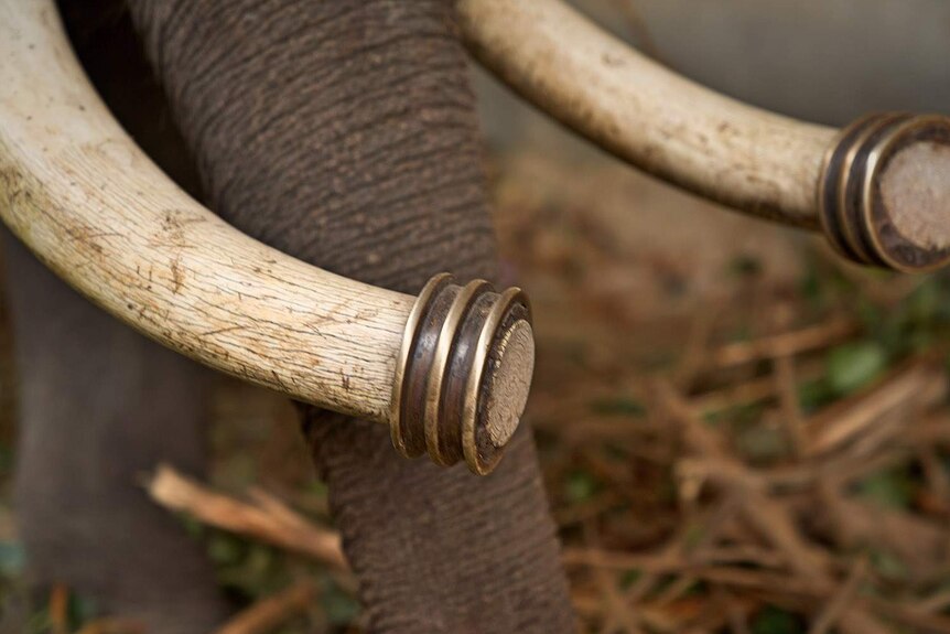 A close-up photo of the tusks of an elephant, which have been cut off before the points.
