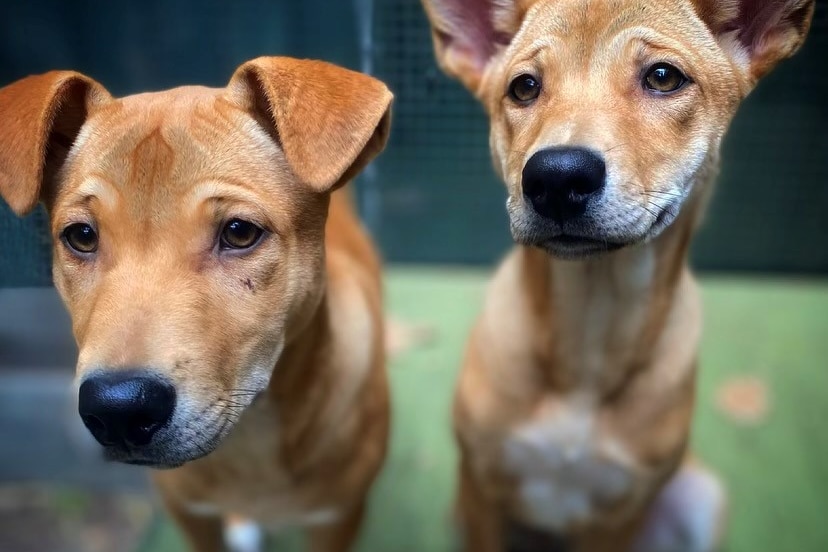 Two dingoes. They are tan with white socks on their feet, one has floppy ears, the other's ears are pointed up.