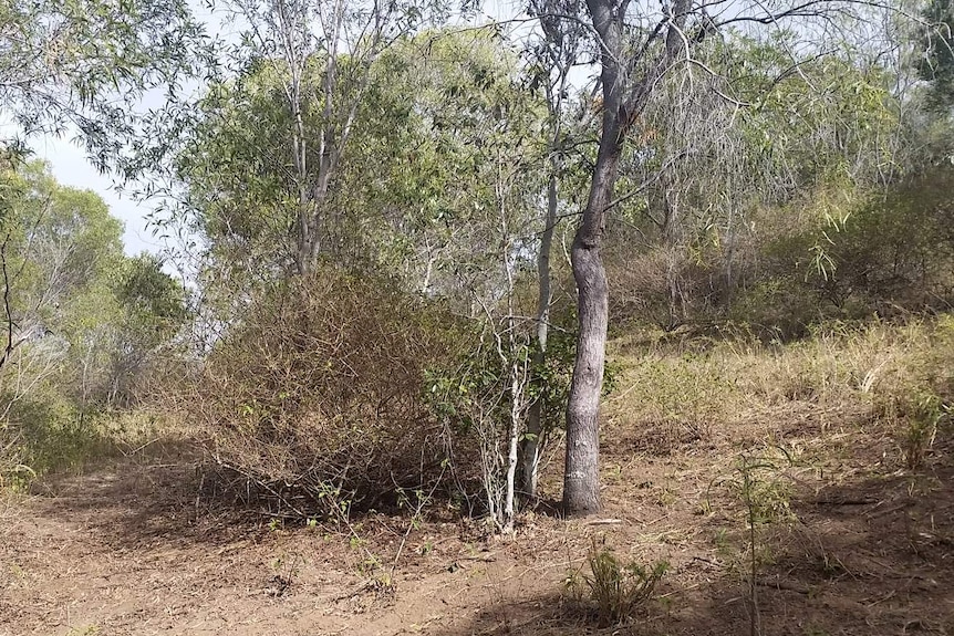 The tree where the body of Darrell Simon was found.