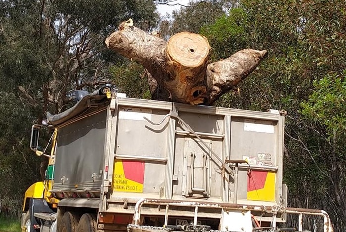 A large felled tree in the back of a truck in the forest.