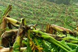 Cyclone damage: The price of bananas has contributed to the surge.