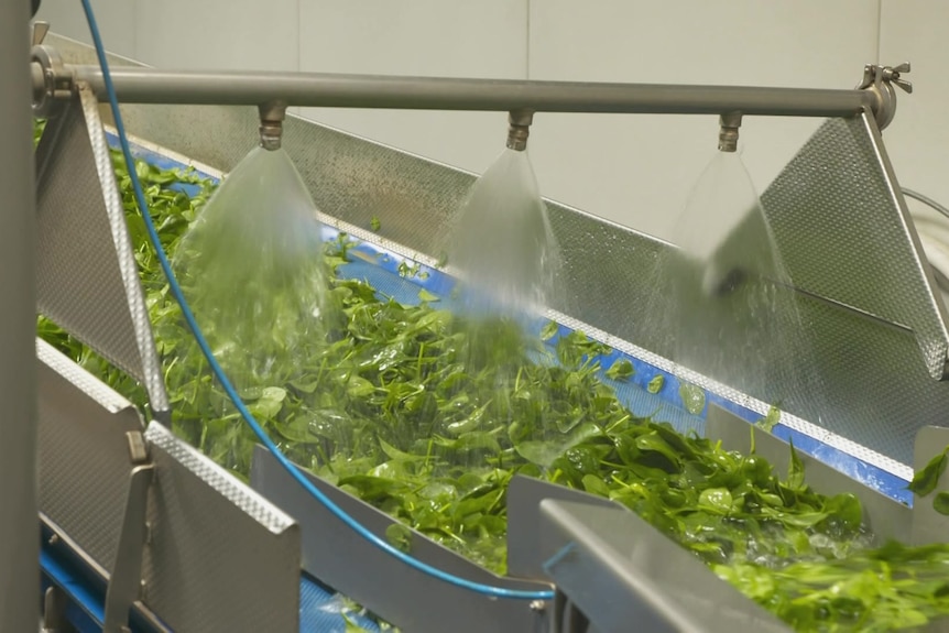 spinach being cleaned through a machine 
