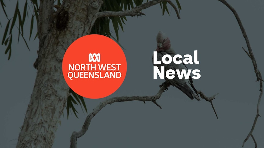 Cockatoo sitting in a tree; ABC North West Qld logo and Local News superimposed over the top.