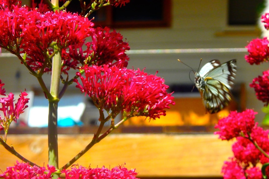 A butterfly tries to land on pink flowers.