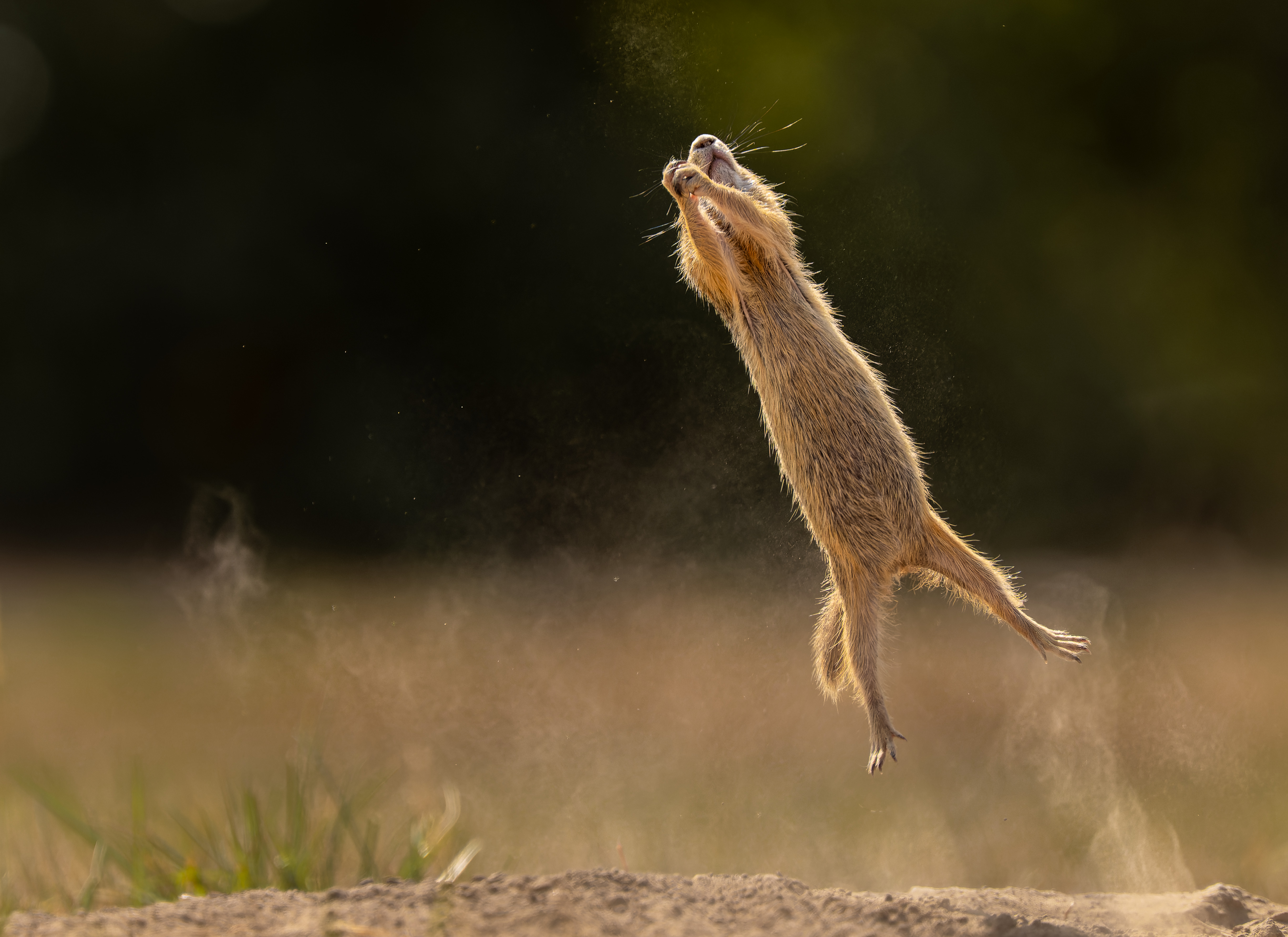 A squirrel jumping in the air