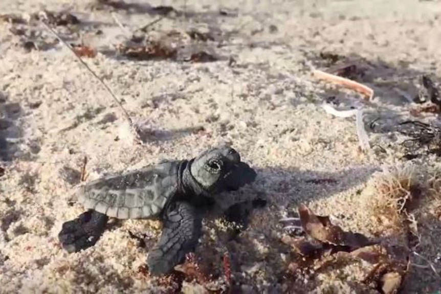 A close-up of a baby loggerhead turtle on a beach.