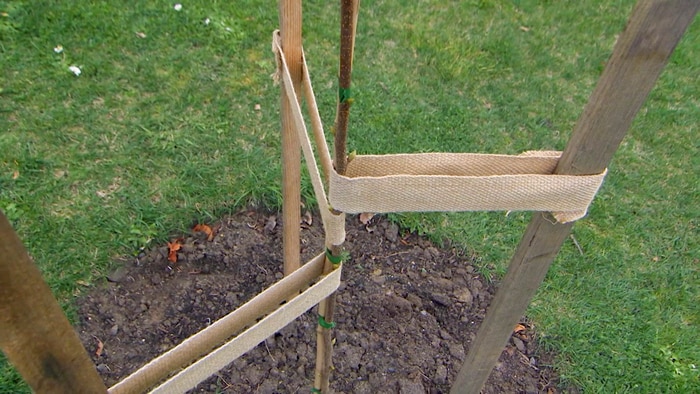 hessian stretched out between stakes is staking up a tree