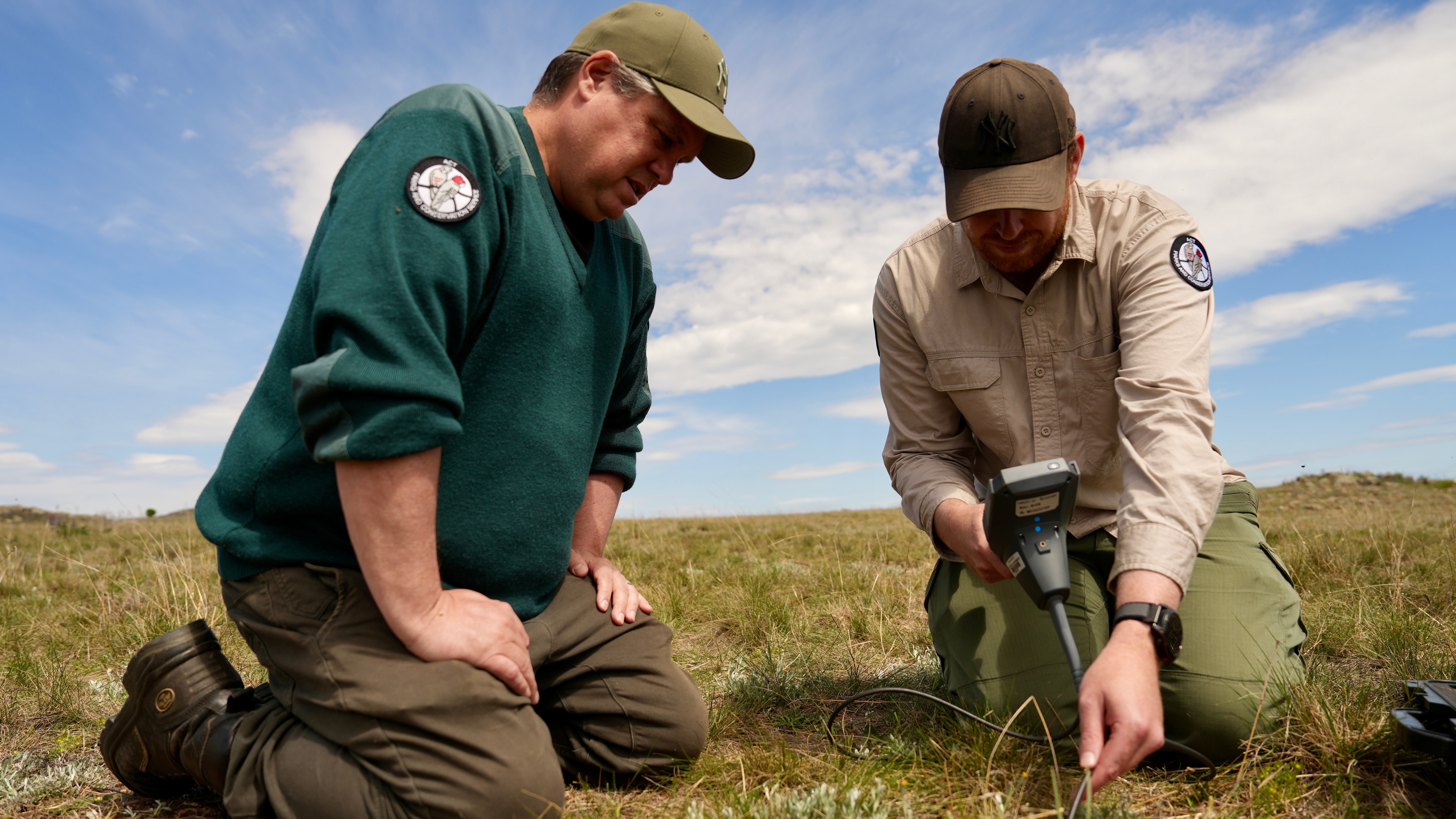 Two men kneeling in a paddock looking down at an endoscope one is using to look into a burrow under the ground.