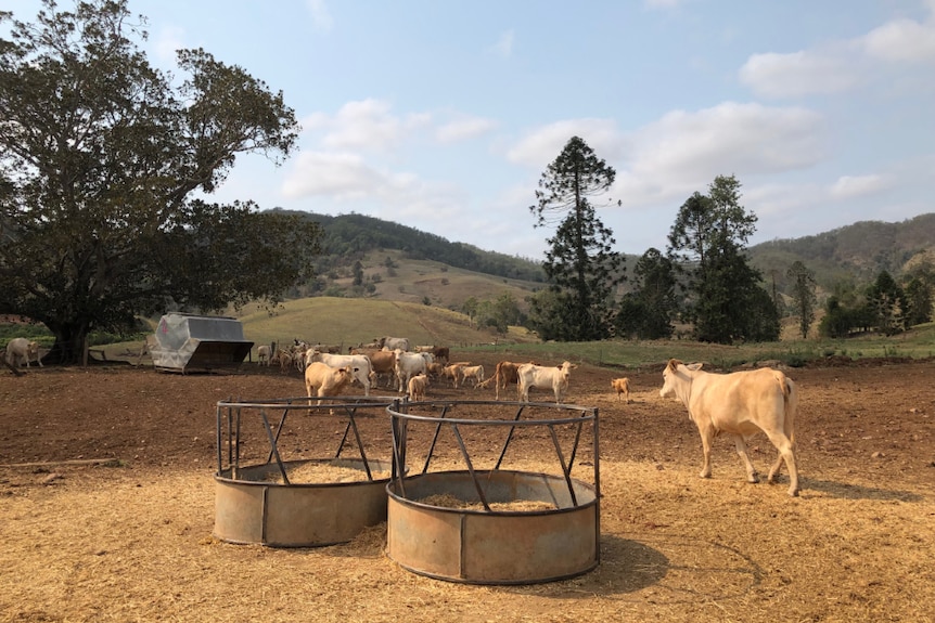 Cattle in a brown paddock with some green on the hills behind.