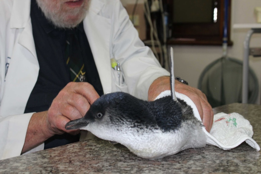 A vet handles a penguin