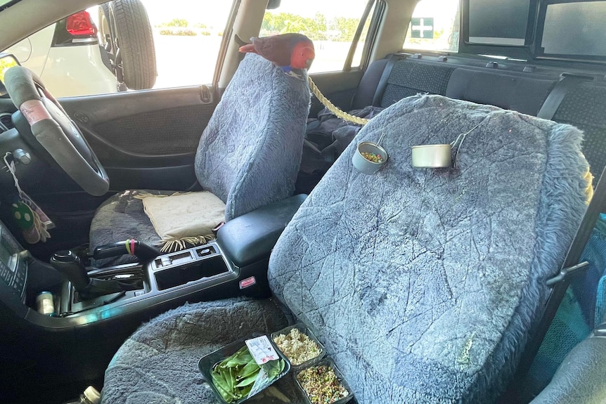 Red parrot sitting on piece of rope in car