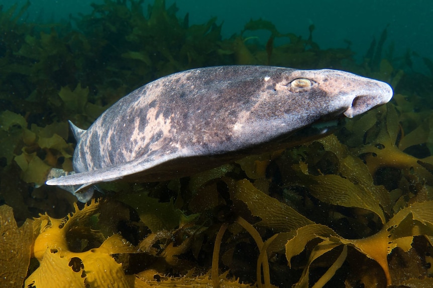 Small shark swims over seaweed