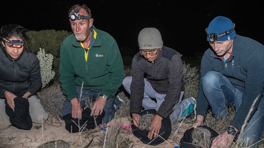 Three men and a woman crouching down on ground, releasing wallabies at night time.