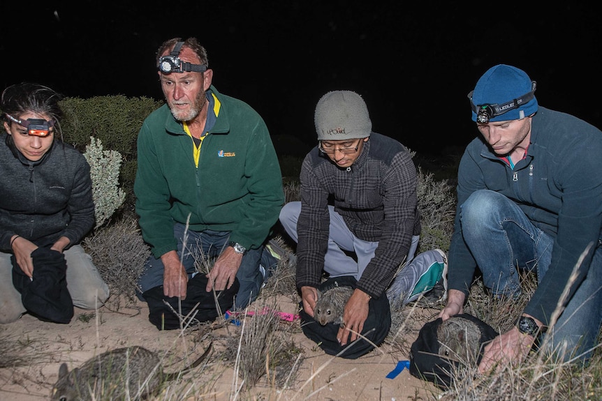Three men and a woman crouching down on ground, releasing wallabies at night time.