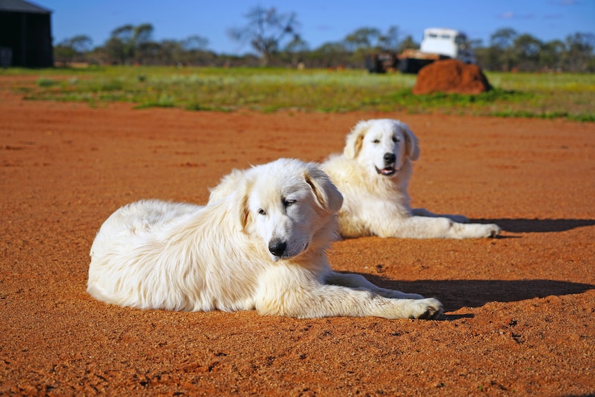Two white dogs lay on red dirt. 