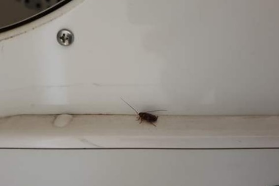 A photo of a German cockroach on a white appliance.